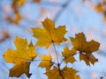 Yellow leaves against the sky Royalty Free Stock Photo